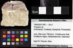 Foto (Objket + Etiketten) von Munitheites kuepperi (Fraaije et al., 2019) 